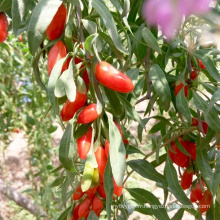 Exportation chinoise de baies de goji de fruits secs avec un prix de baies de goji bon marché